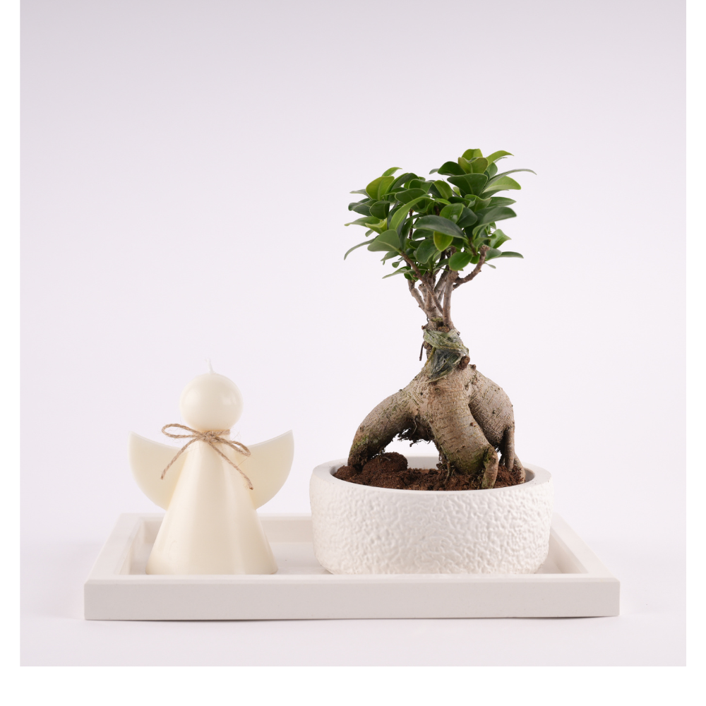 Bonsai Plant