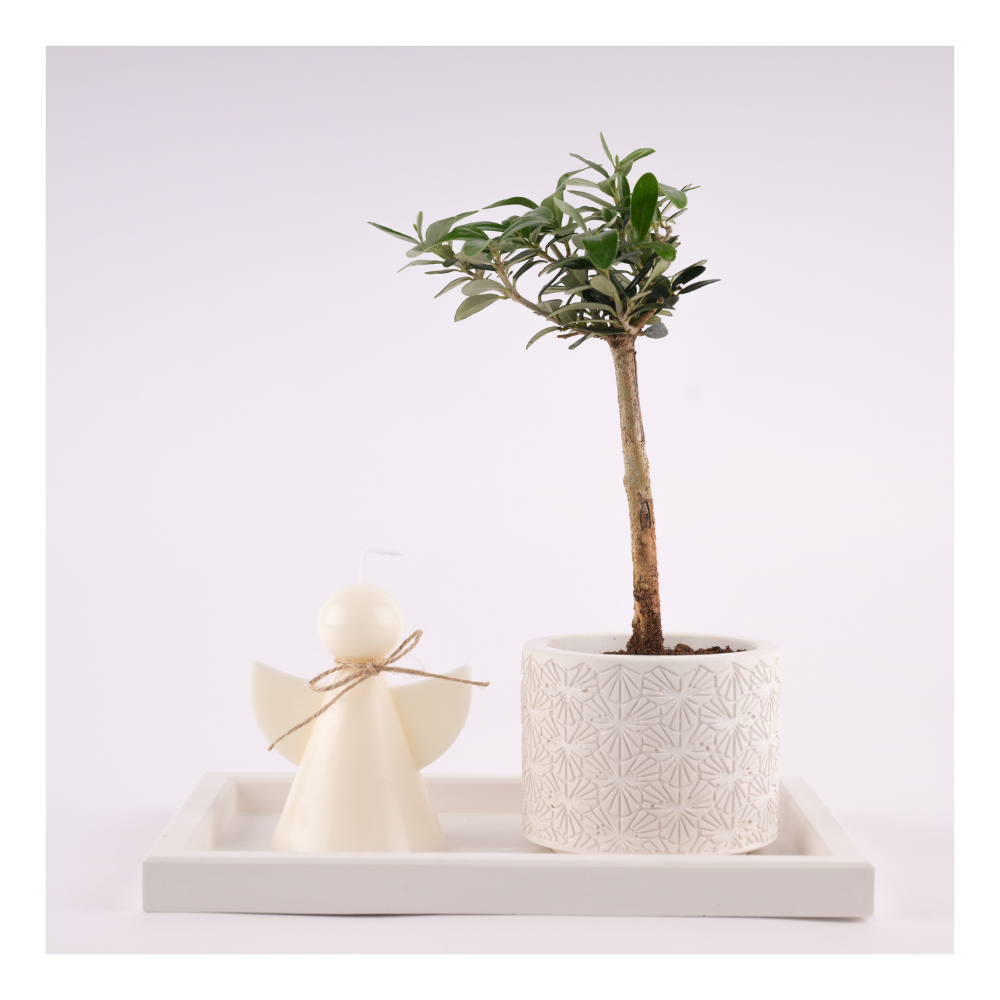 Olive Plant