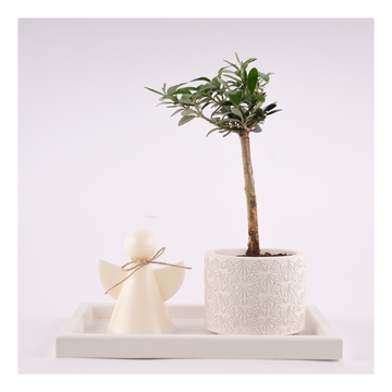 Olive Plant