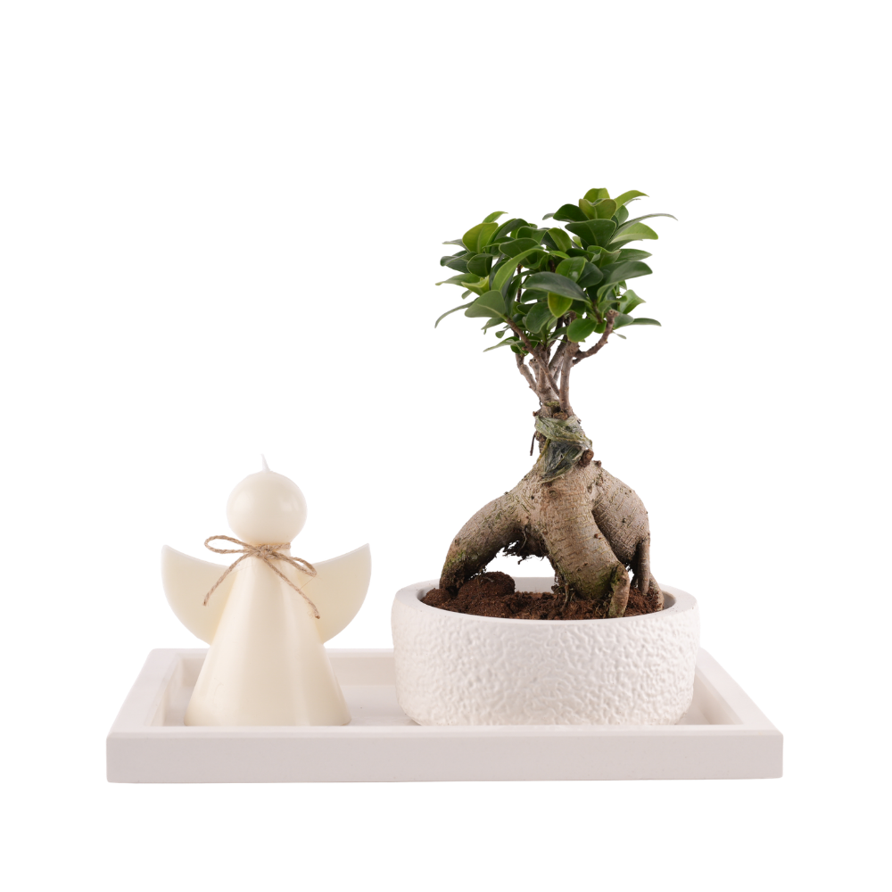 Bonsai Plant