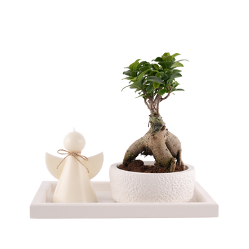 Bonsai Plant