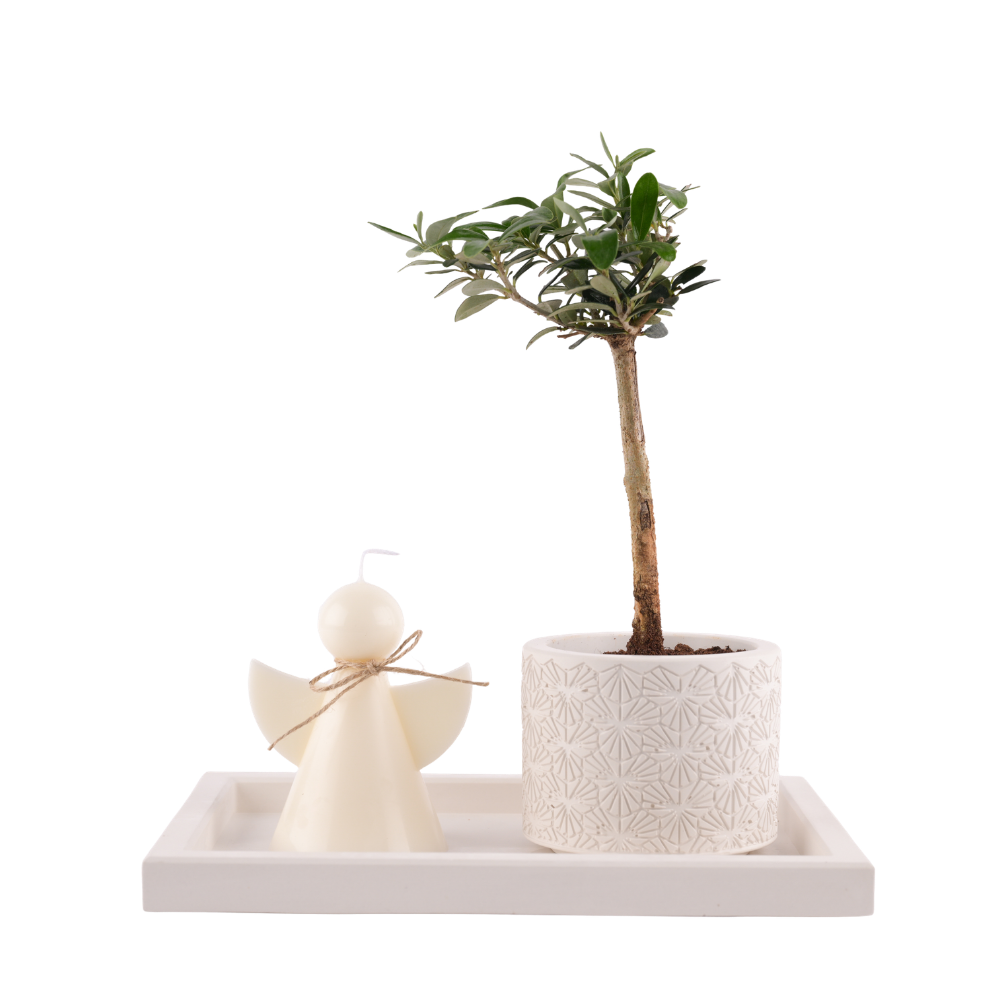 Olive Plant