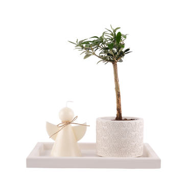 Olive Plant